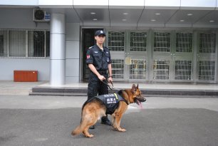 犬防风采3